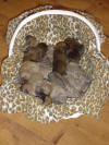 Litter A Photo Album