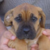 Roxy