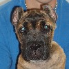 Apollo's Photo Album