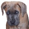 Bella's Photo Album