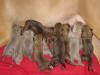 Litter B Photo Album