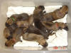 Litter C Photo Album