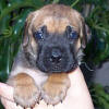 Oscar's Photo Album