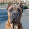Romeo's Photo Album