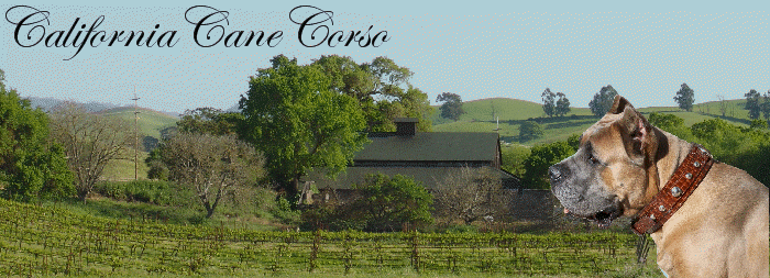 California Cane Corso is a Cane Corso Italiano (Italian Mastiff) Dog Breeder and CCAA (formerly ICCF) Breeders Guild Member. If you are looking for a puppy for sale, we breed the formentino (blue fawn) and fulvo cervo (stag red fawn) colors. Romeo del Morgan, our stud dog, is featured in this picture. Our dogs live inside our home (instead of a kennel) and enjoy being our constant companions! For more information about the breed, please visit our links page.