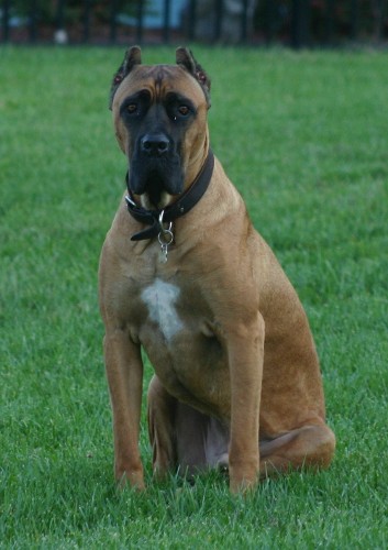 California's Adamo, owned and loved by Mark & Christina in New Jersey