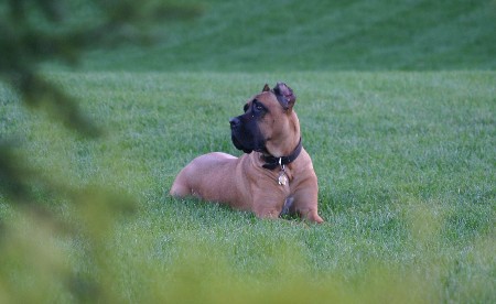California's Adamo, owned and loved by Mark & Christina in New Jersey
