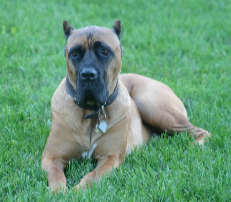 California's Adamo, owned and loved by Mark & Christina in New Jersey