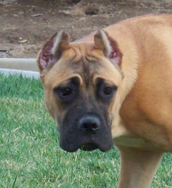 California's Ballera at 6 months