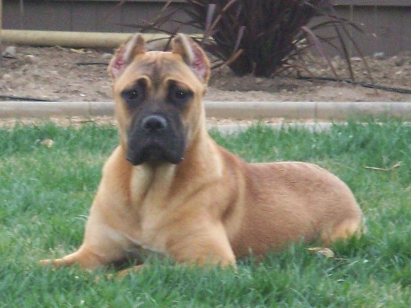 California's Ballera at 6 months