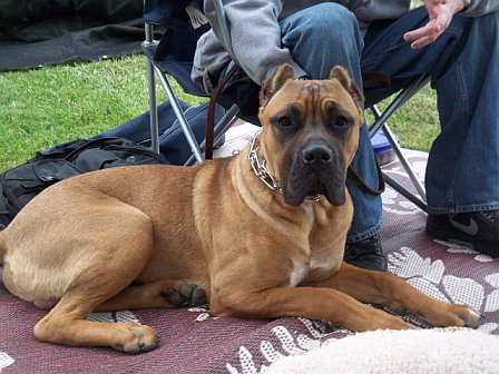 California's Vulcan at 8 months