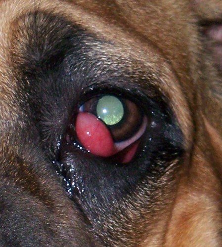 Cherry Eye