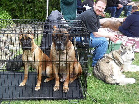 California's Cinzia at 8 months, Enzo del Morgan at 4 years