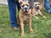 Romeo del Morgan and California's Lola