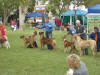 Apollo wins Best in Show Rare Breed Puppy at the IABCA Show in Antioch, California