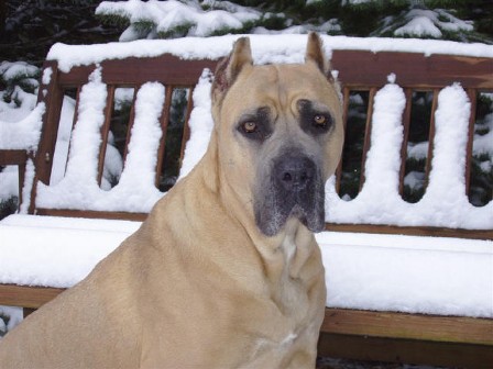 California's Monalina, owned and loved by Gennady & Zoya in Indiana