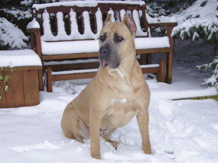 California's Monalina, owned and loved by Gennady & Zoya in Indiana