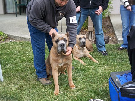 Romeo del Morgan and California's Lola