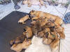 Nicoletta with 21 Cane Corso puppies (fawn and blue fawn, also called formentino) from Litter B and C with Giulietta in the background