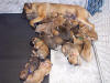 Nicoletta with 21 Cane Corso puppies (fawn and blue fawn, also called formentino) from Litter B and C