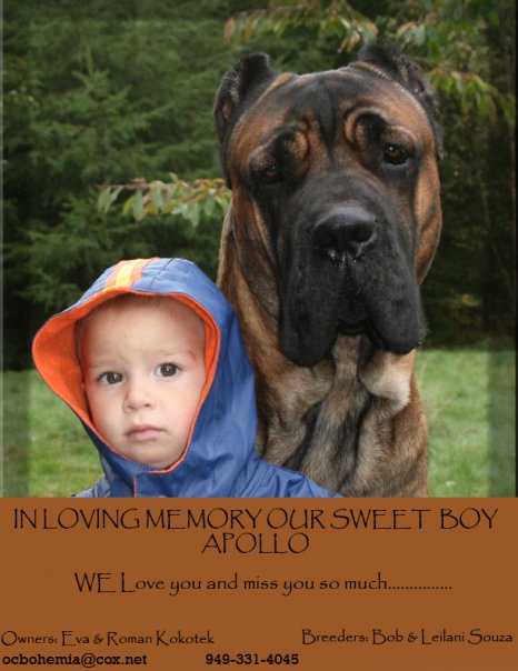 In Loving Memory of our Sweet Boy Apollo
