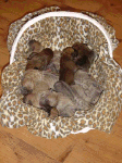 Bakers Dozen In A Basket!
