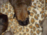 9 fulva a.png