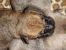9 fulva c.png