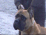 Vito head