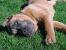 Romeo 118 days
