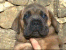 Romeo 37 days