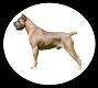 CaneCorsoBlog.com