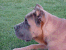 Romeo 7 1/2 months