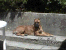 Ambra lioness
