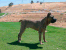 Romeo 8 months