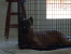 Romeo 11 months