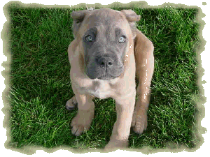 Nicoletta 4 1/2 months