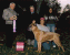 Romeo BIS Rare Breed, IABCA Anaheim, 37 months