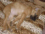 Giulietta sleep