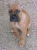 Giulietta 71 days