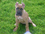 Giulietta 82 days