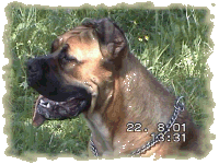 Working American Bulldog Association