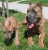 Bella and Romeo, 21 months