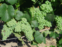 Chardonnay grapes
