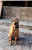 Ambra sit