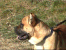 Nuccio profile