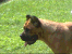 Lilly profile