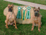 Giulietta and Romeo (IABCA Vallejo)
