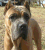 Romeo 15 months