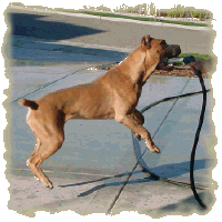 FBCA Temperament Test Certificate - Romeo del Morgan